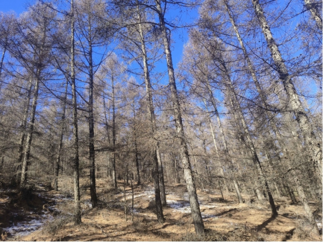 喀喇沁旗大牛群林場150畝落葉松主伐林地木材處置權(quán)