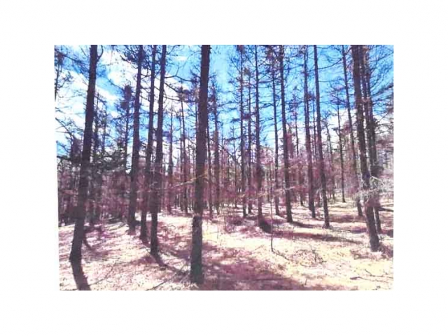 喀喇沁旗大牛群林場139.5畝落葉松改造采伐（疏伐改造，采伐強度以采伐作業(yè)設(shè)計為準(zhǔn)）林地木材處置權(quán)